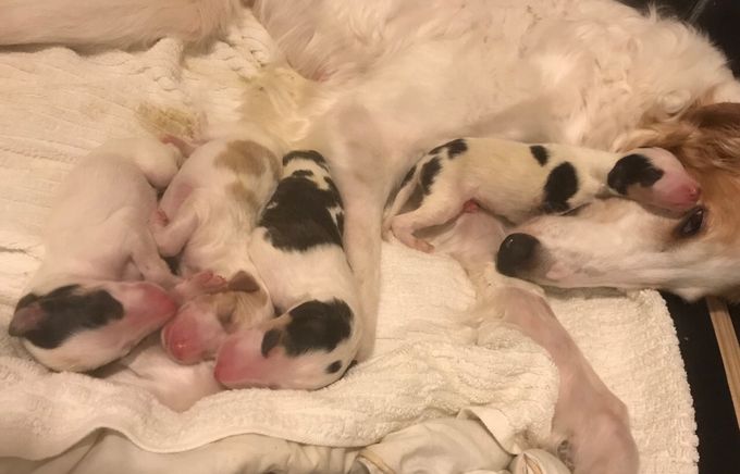 19.02.18
Alva gave birth to our Y-litter today! See Current litter Borzoi.