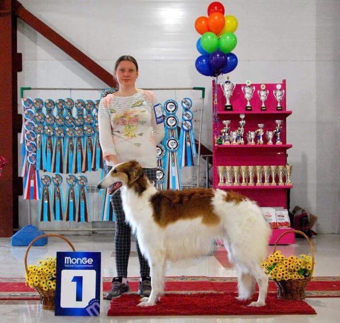 24-25.03.18
Kazar Xander was Best of Breed both days in Kabarovsk, Russia. He even won the Group on Sunday. Judges: Shamil Abrakimov and Galina Zhuk. Owner: Victoria Rossolenko, Russia. 