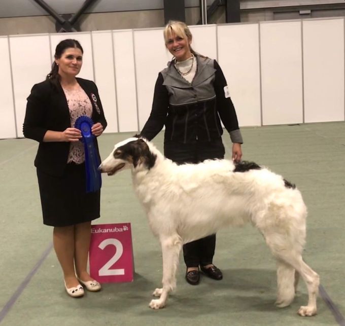 16,18-11.2018
Kazar Yakim, owned by Asta Slapø, was BOB both days in Lillestrøm, at The Nordic Winner Show and The Norwegian Winner Show. He even went second in Group on Sunday.