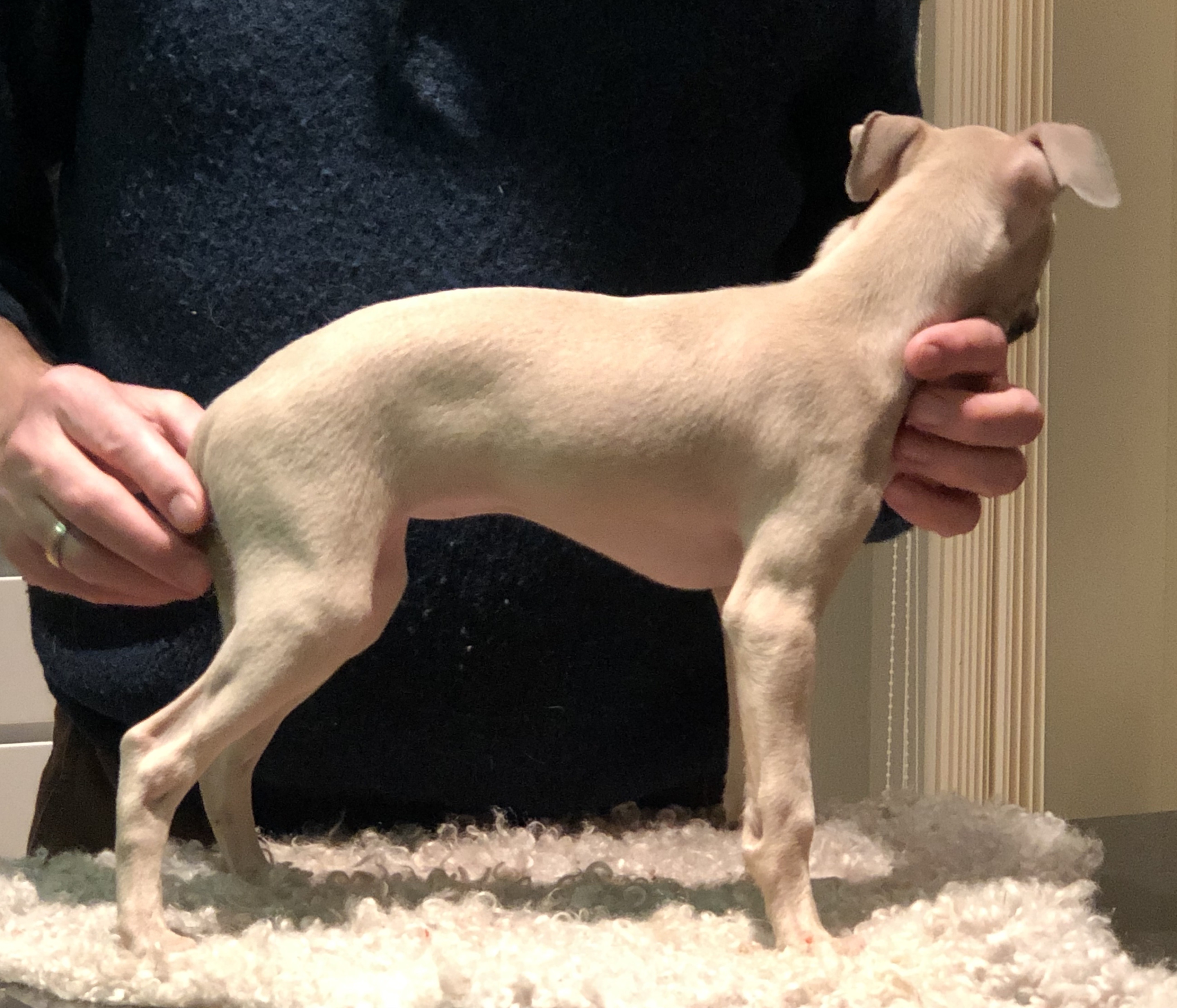 Italian greyhound hotsell litter box