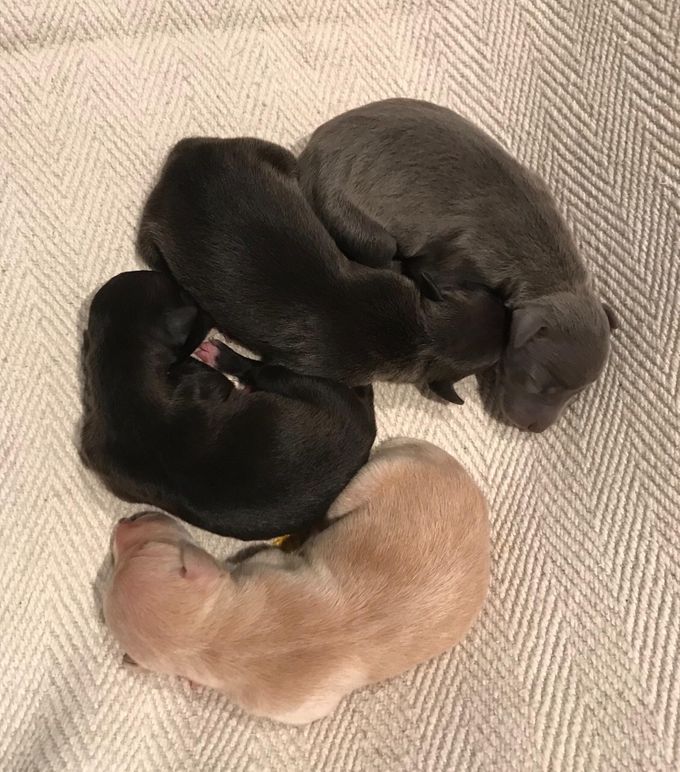 10.06.2020
Italian greyhound puppies born! 4 beautiful males.
For info, see below.