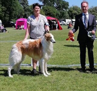 13.June 2021 
Danish Sighthound Show in Vejen.
DKJUCH KLBJCH KLBJUBV2021 Kazar Zamir was best male with CAC and Best of Breed, BOB and BIS 3 intermediate and BEST IN SHOW-2 Judge: Thomas Rohlin