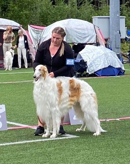 18.June 2022                                                                                            Kazar has got a New Norwegian Champion!
Ch SF, EE, LTCh EE Jr Ch LT.W-22 Kazar Zwarovski Tarijemiran won his qualifying CAC and Nordic CAC at The Norwegian Kennel Club  Show in Sandefjord last Saturday. He finished as Best Male-1 and Norwegian Winner-22! Judge: Mikael Nilsson.

