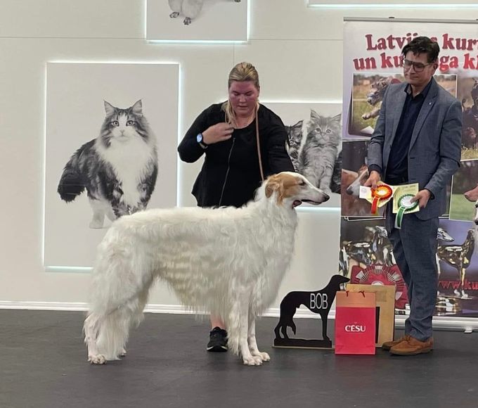12.Nov. 2022
NO,SF, EE, LTCh EE Jr Ch LT.W-22 NO-W-22 Kazar Zwarovski Tarijemiran entered Latvia Sighthound Specialty Show where he went Best of Breed and Best in Show-5! 
He is now new Latvian and Baltic Champion. Judge: Olaf Knauber, GER.